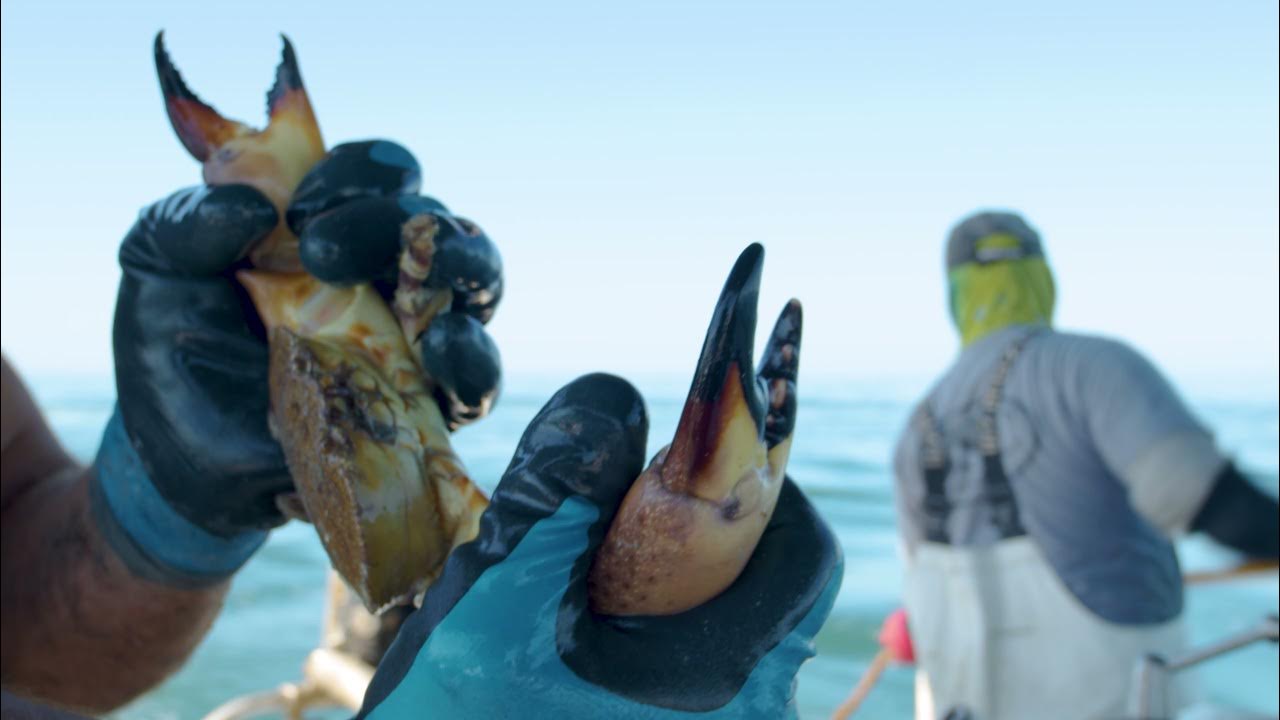 BSC Fisheries Youtube Video Crabs Claws